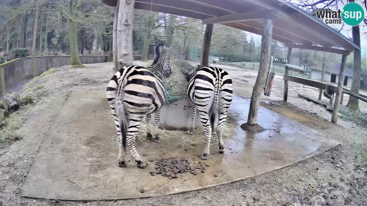 Le Zebre nello ZOO di Ljubljana – Slovenia Live webcam