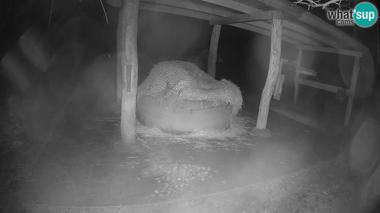 Camera en vivo Cebras in Ljubljana ZOO – Eslovenia