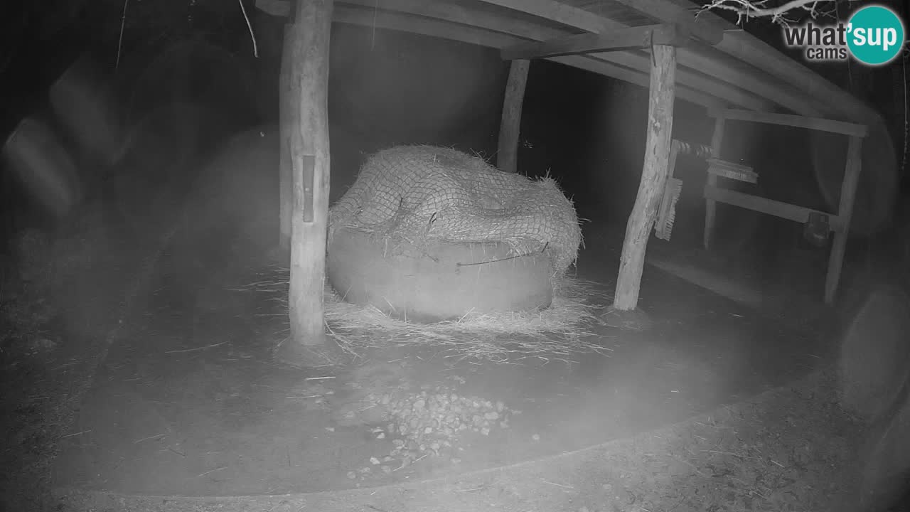 Camera en vivo Cebras in Ljubljana ZOO – Eslovenia