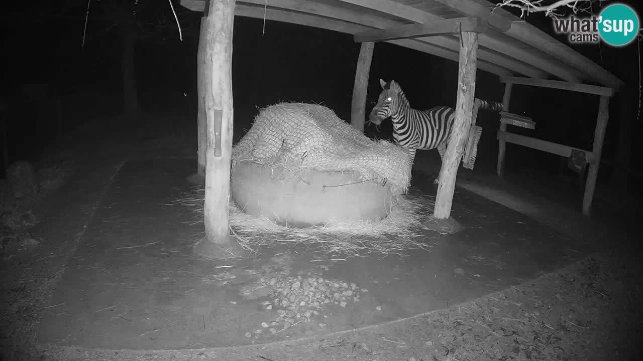 Live webcam Les zèbres in Ljubljana ZOO – Slovénie