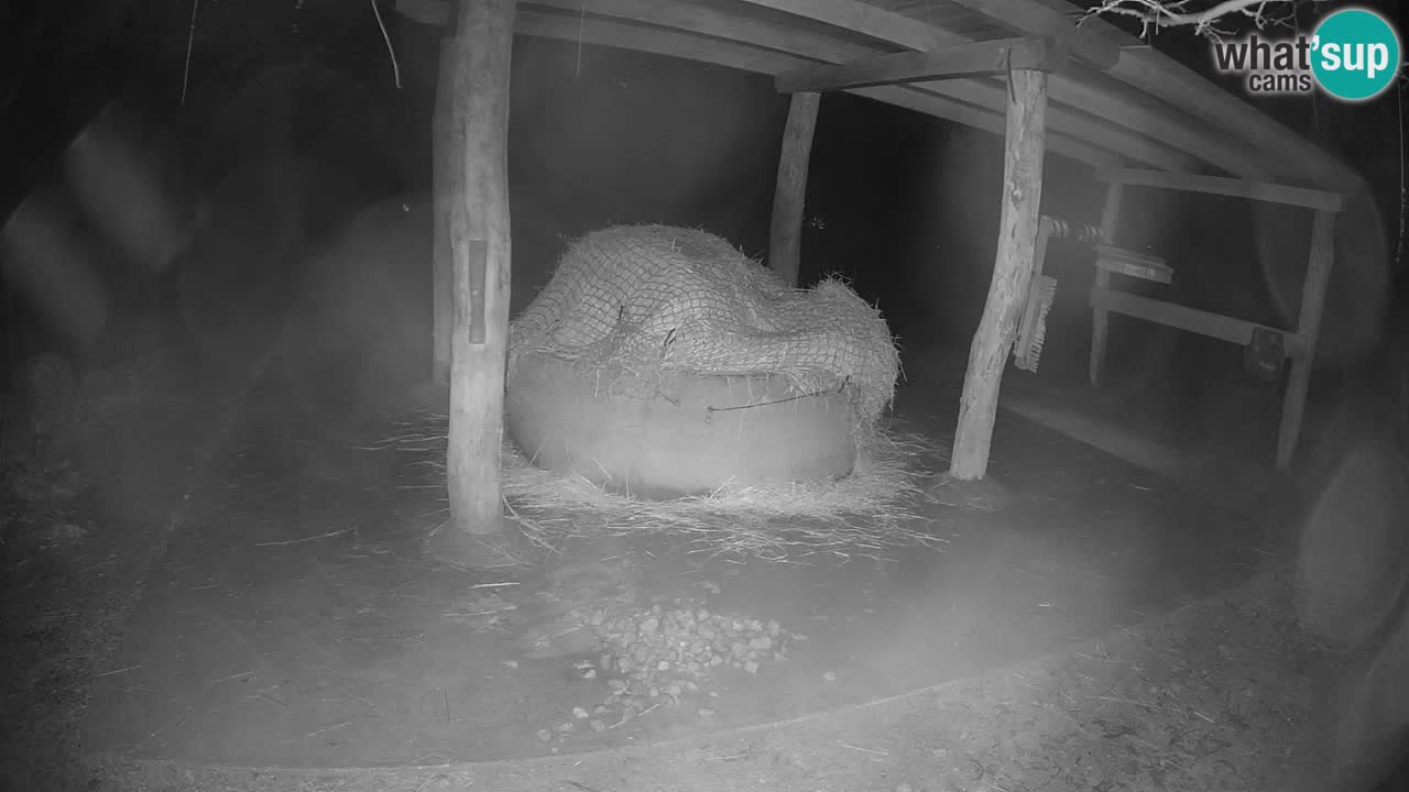 Live webcam Les zèbres in Ljubljana ZOO – Slovénie