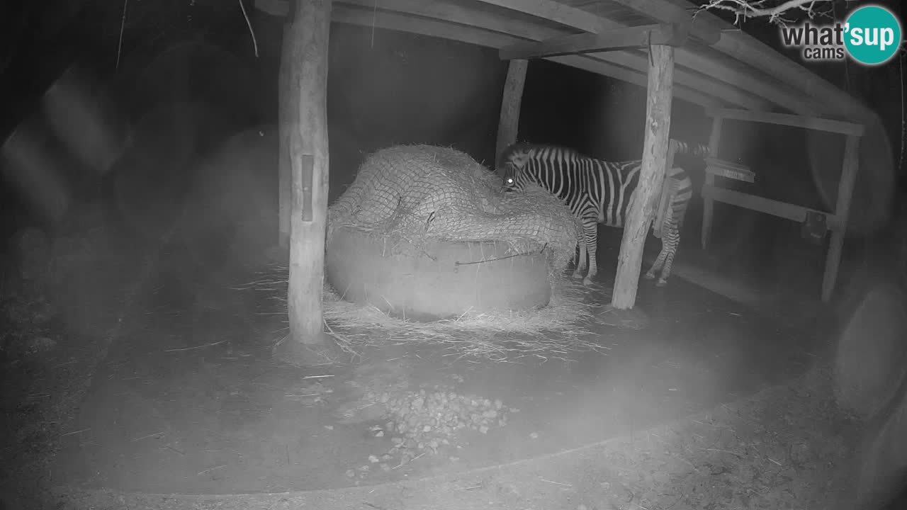 Live Webcam Zebras in Ljubljana ZOO – Slowenien