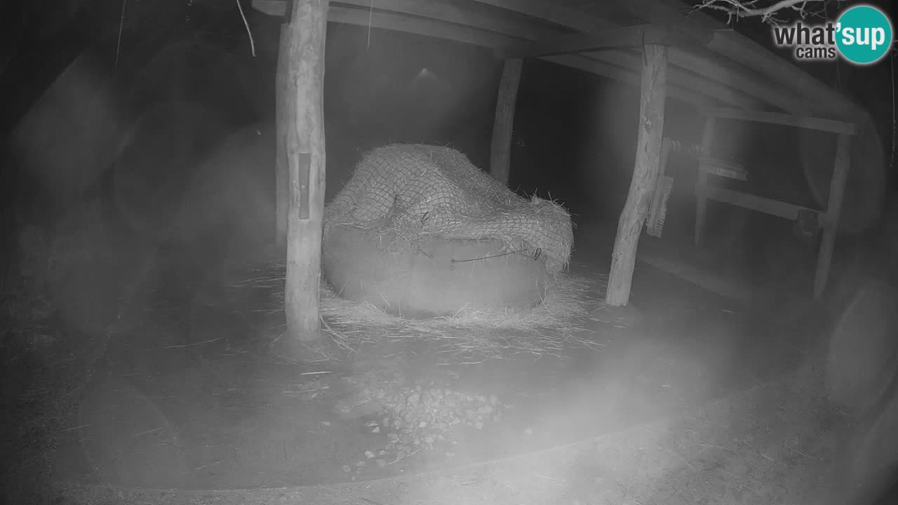 Live webcam Zebras in Ljubljana ZOO – Slovenia