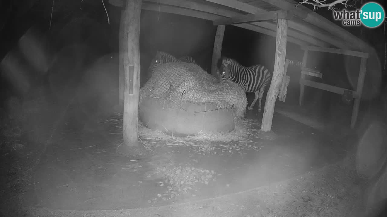 Live webcam Zebras in Ljubljana ZOO – Slovenia