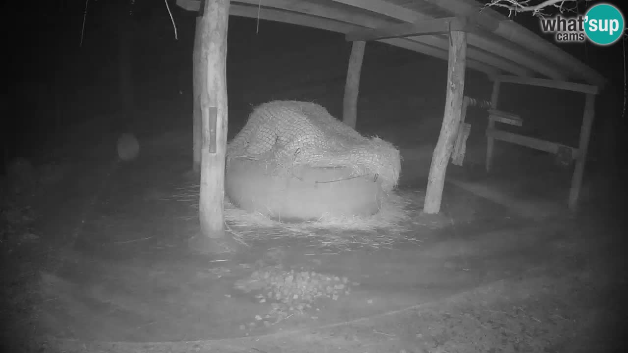 Live webcam Zebras in Ljubljana ZOO – Slovenia