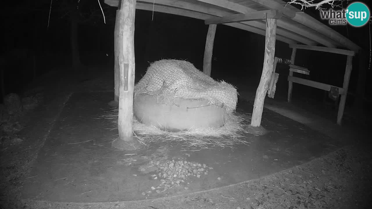 Le Zebre nello ZOO di Ljubljana – Slovenia Live webcam