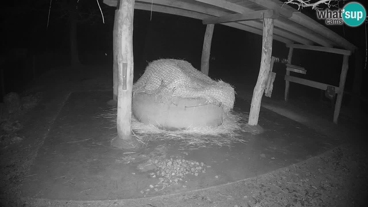 Camera en vivo Cebras in Ljubljana ZOO – Eslovenia