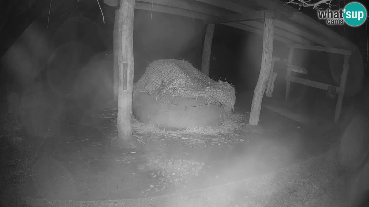 Live webcam Les zèbres in Ljubljana ZOO – Slovénie
