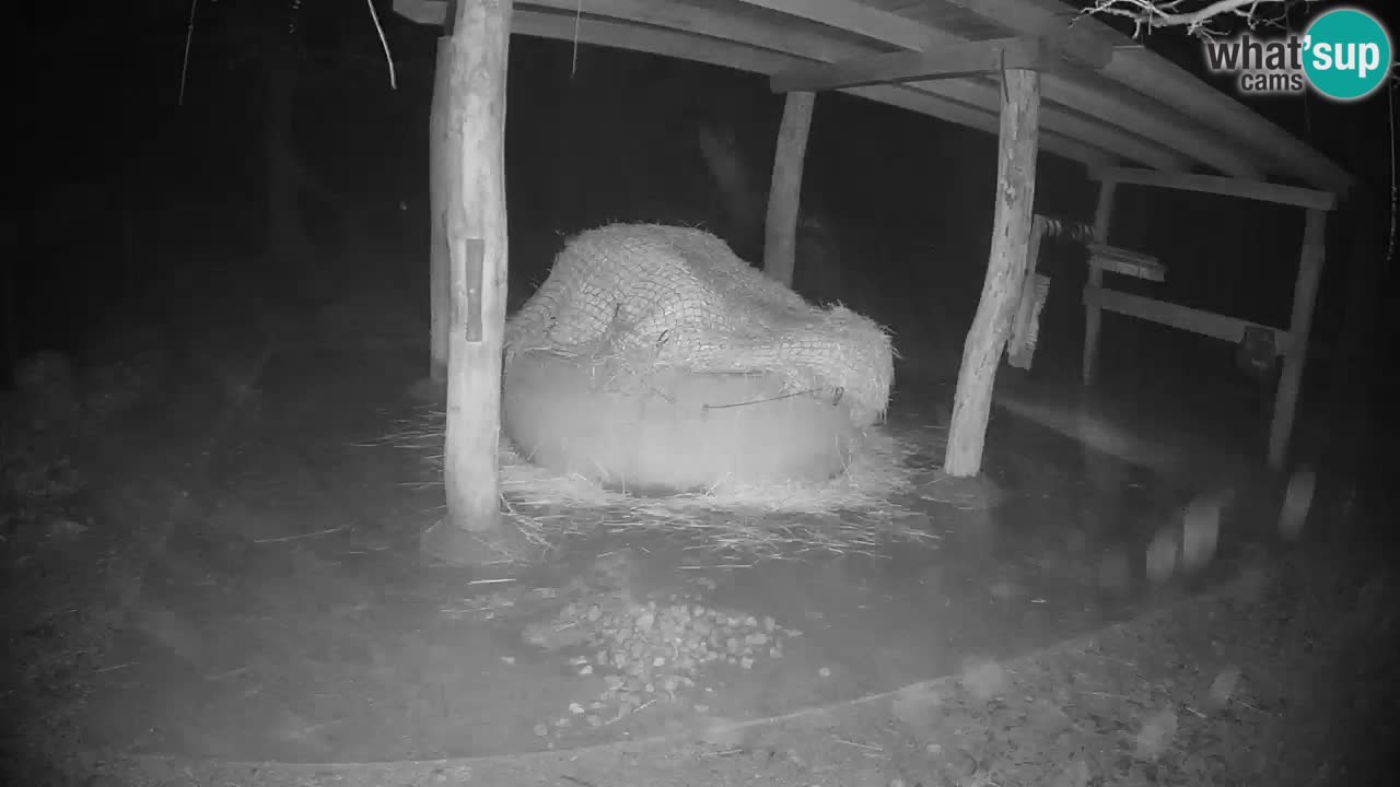 Le Zebre nello ZOO di Ljubljana – Slovenia Live webcam