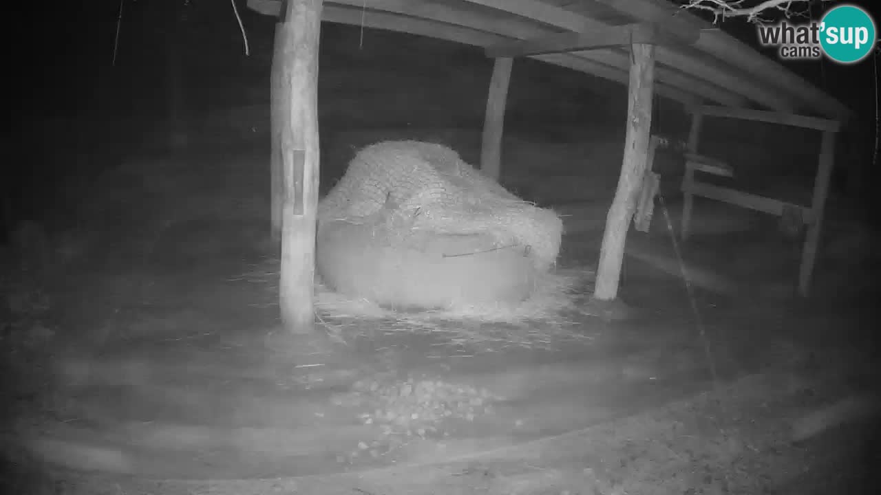 Zebre v živo v živalskem vrtu Ljubljana ZOO spletne kamere