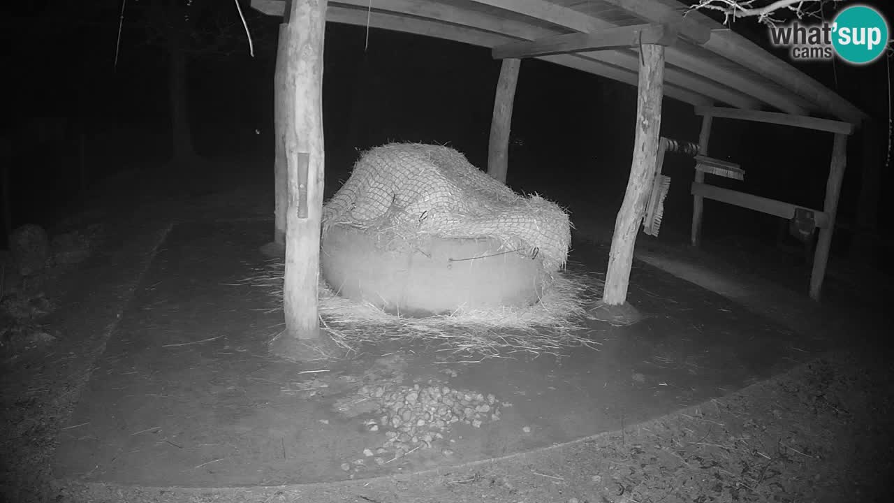 Live Webcam Zebras in Ljubljana ZOO – Slowenien