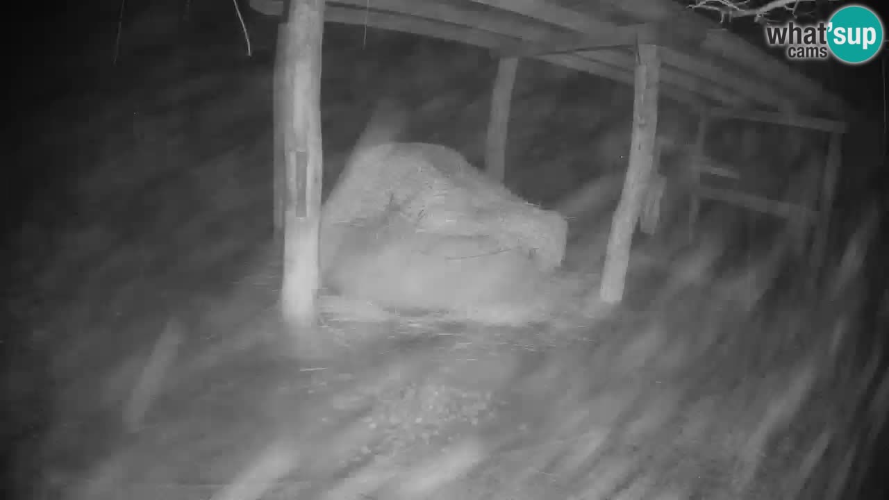 Live webcam Les zèbres in Ljubljana ZOO – Slovénie