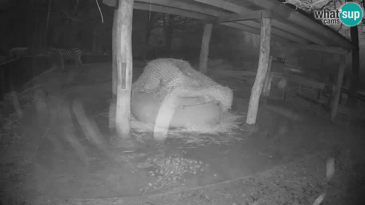 Web kamera uživo Zebras u ZOO Ljubljana – Slovenija