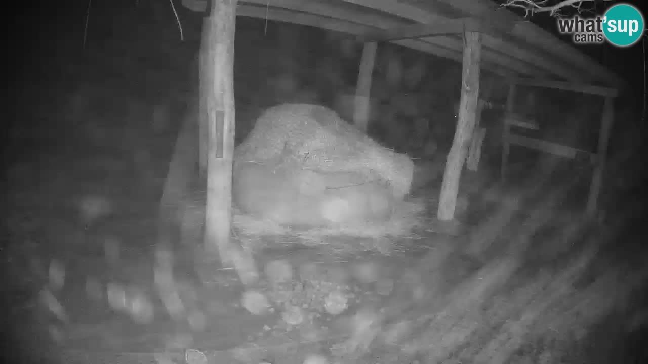 Live Webcam Zebras in Ljubljana ZOO – Slowenien