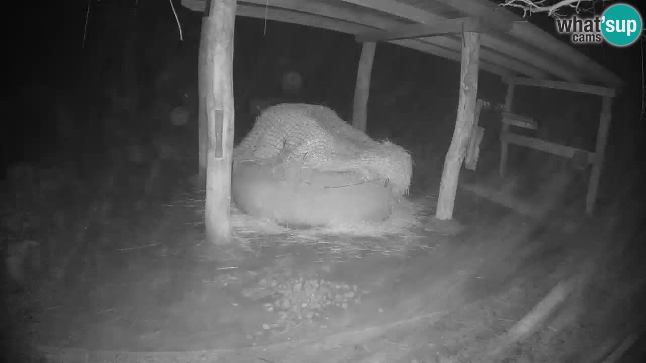 Live webcam Zebras in Ljubljana ZOO – Slovenia