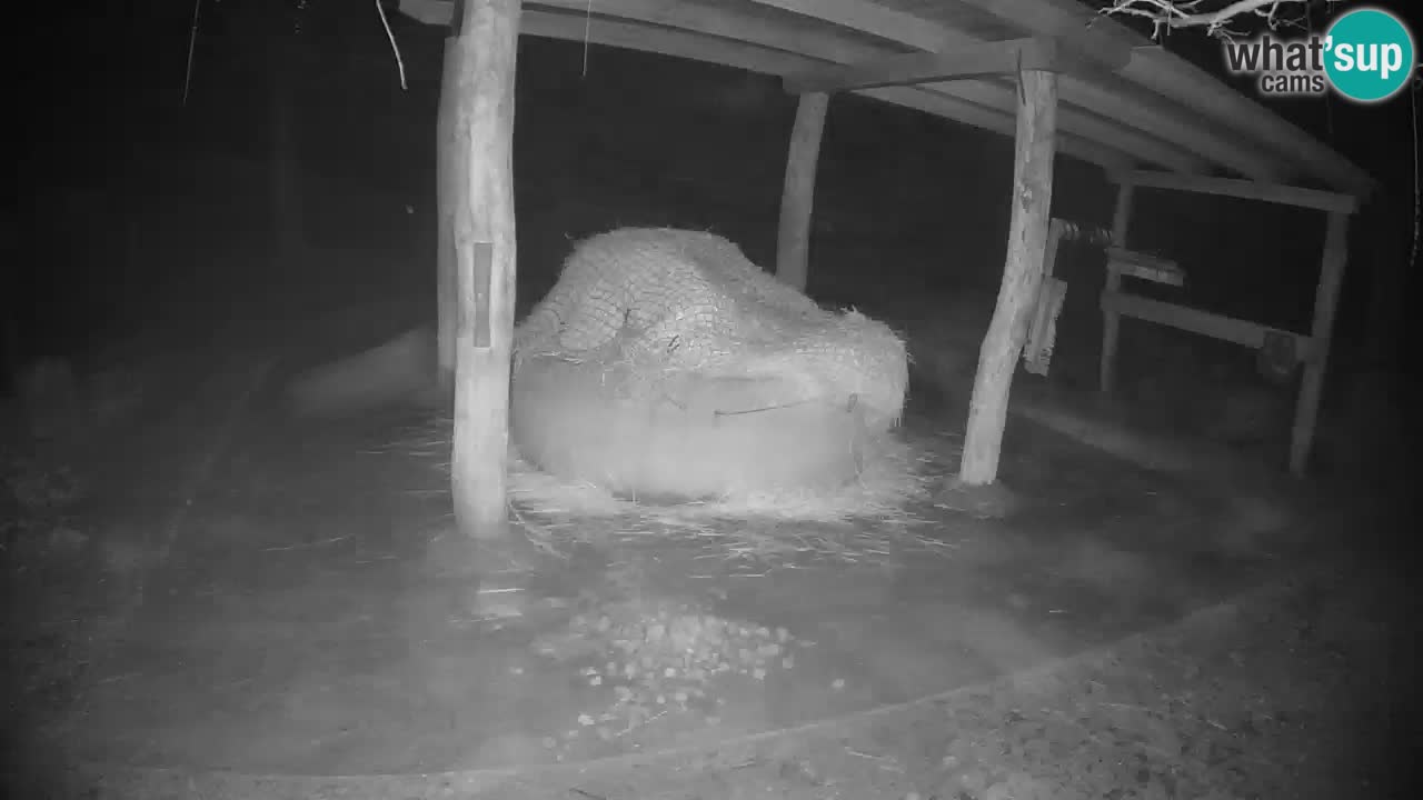 Le Zebre nello ZOO di Ljubljana – Slovenia Live webcam