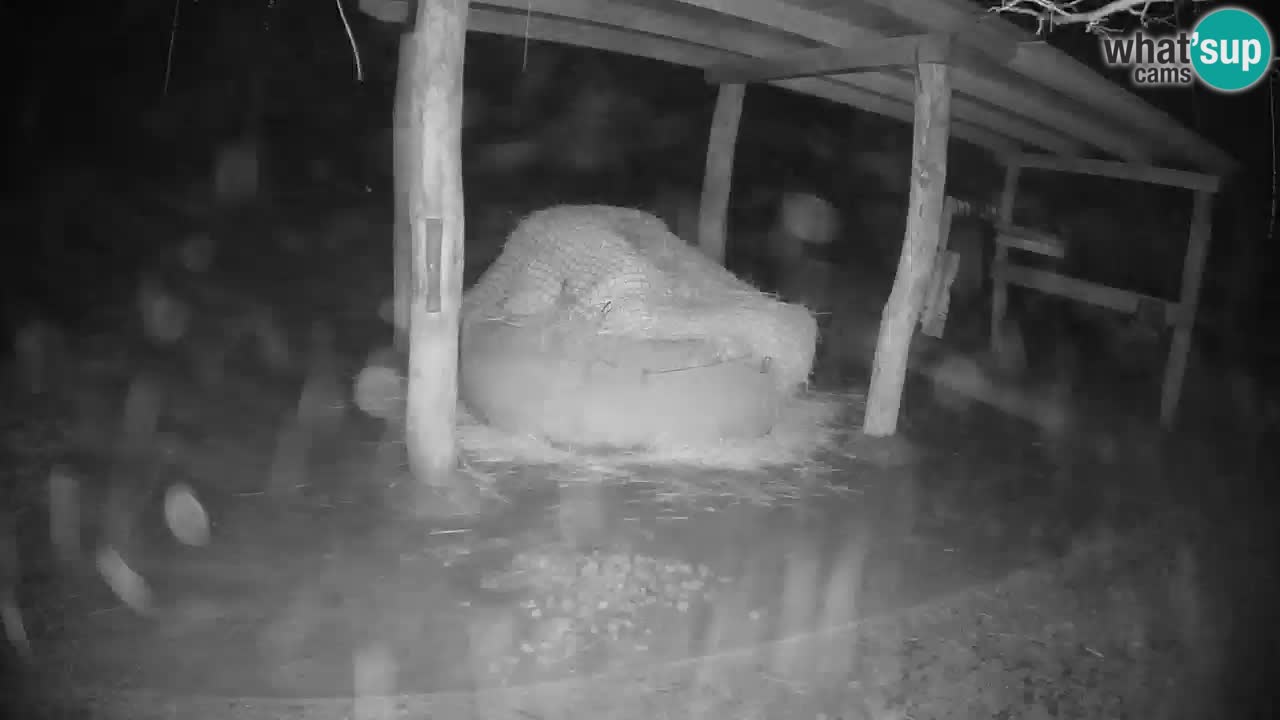 Live Webcam Zebras in Ljubljana ZOO – Slowenien