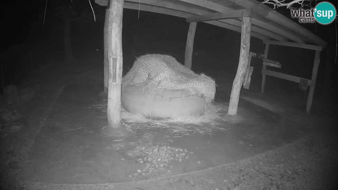 Web kamera uživo Zebras u ZOO Ljubljana – Slovenija