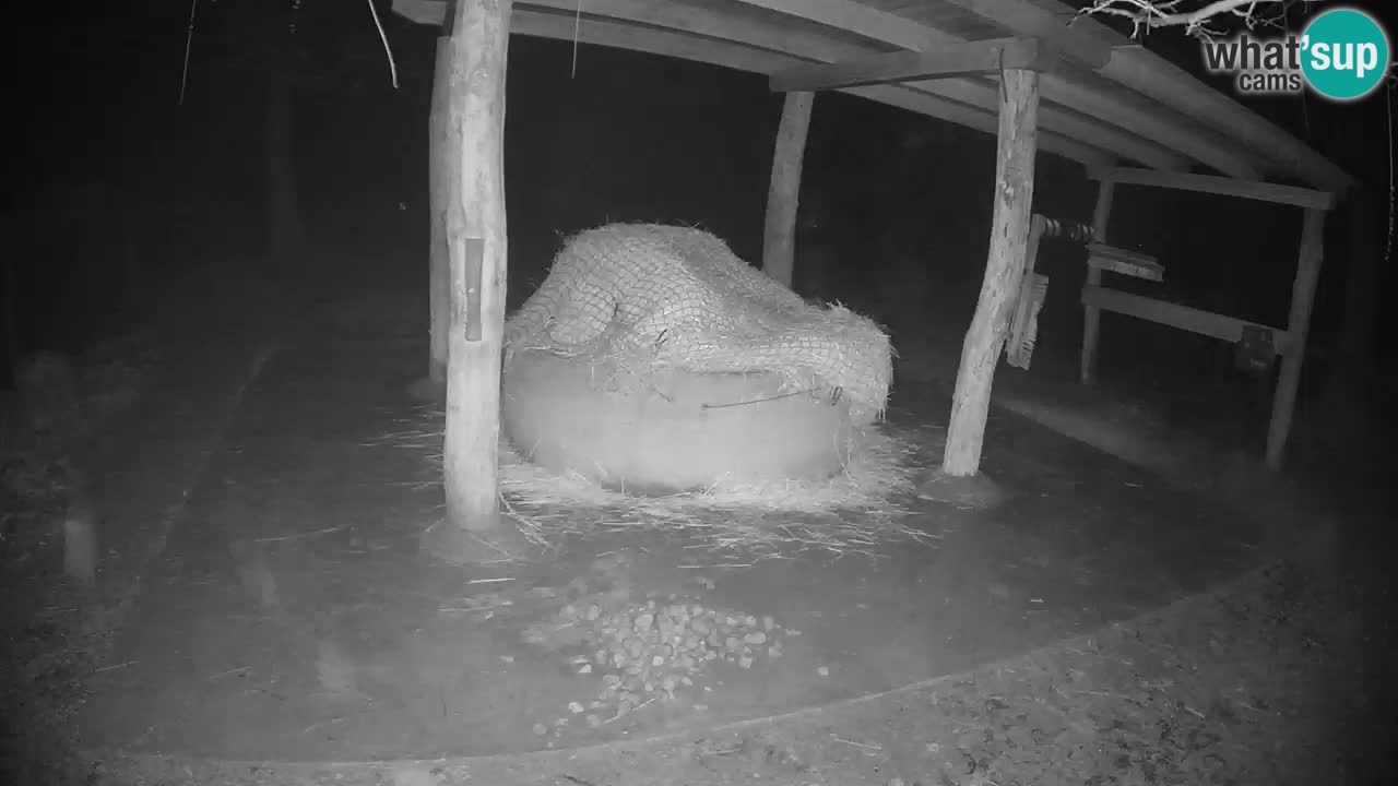 Zebre v živo v živalskem vrtu Ljubljana ZOO spletne kamere