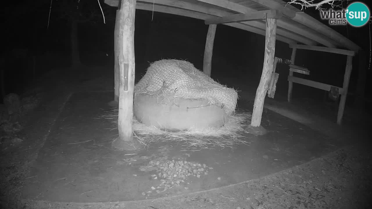 Zebre v živo v živalskem vrtu Ljubljana ZOO spletne kamere