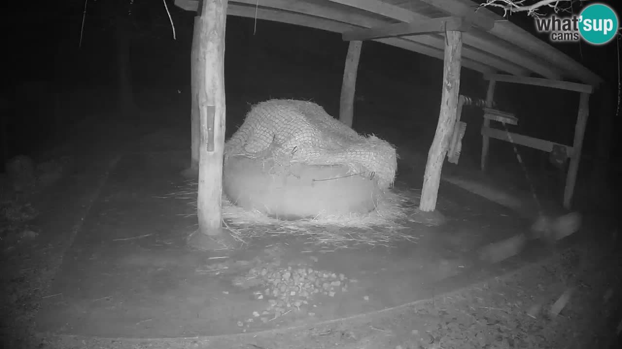 Web kamera uživo Zebras u ZOO Ljubljana – Slovenija