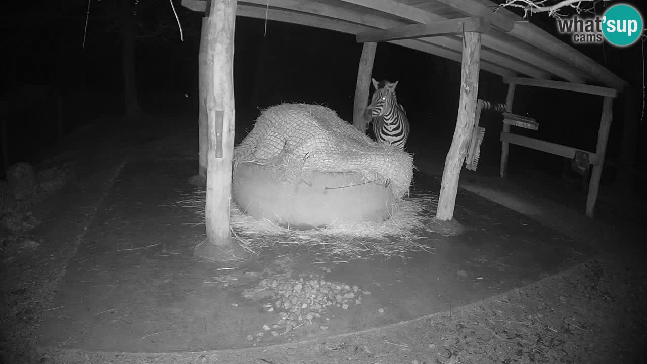 Zebre v živo v živalskem vrtu Ljubljana ZOO spletne kamere