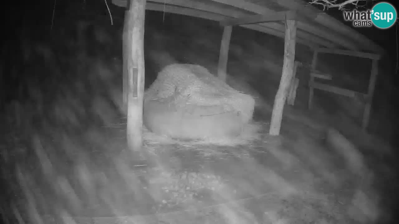 Live webcam Les zèbres in Ljubljana ZOO – Slovénie