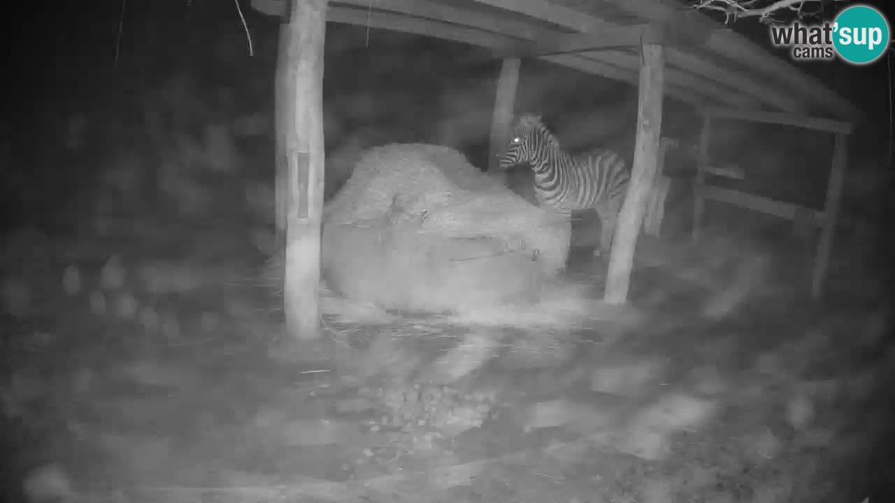 Web kamera uživo Zebras u ZOO Ljubljana – Slovenija