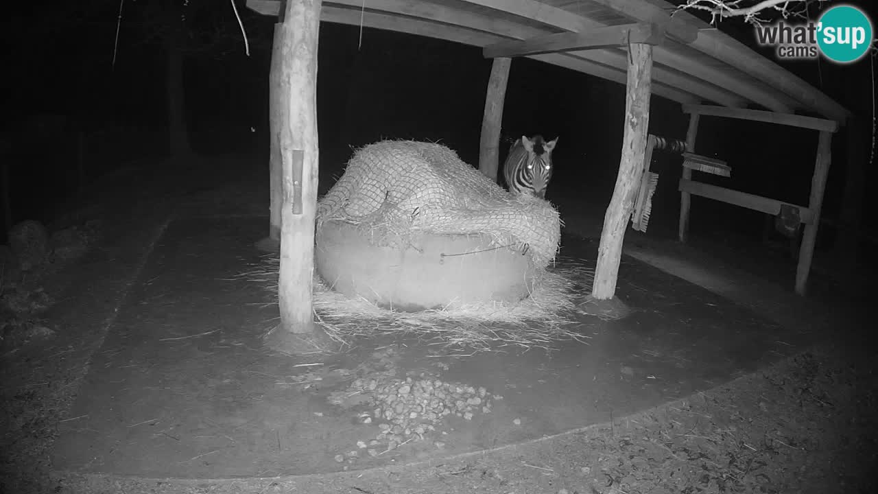 Zebre v živo v živalskem vrtu Ljubljana ZOO spletne kamere