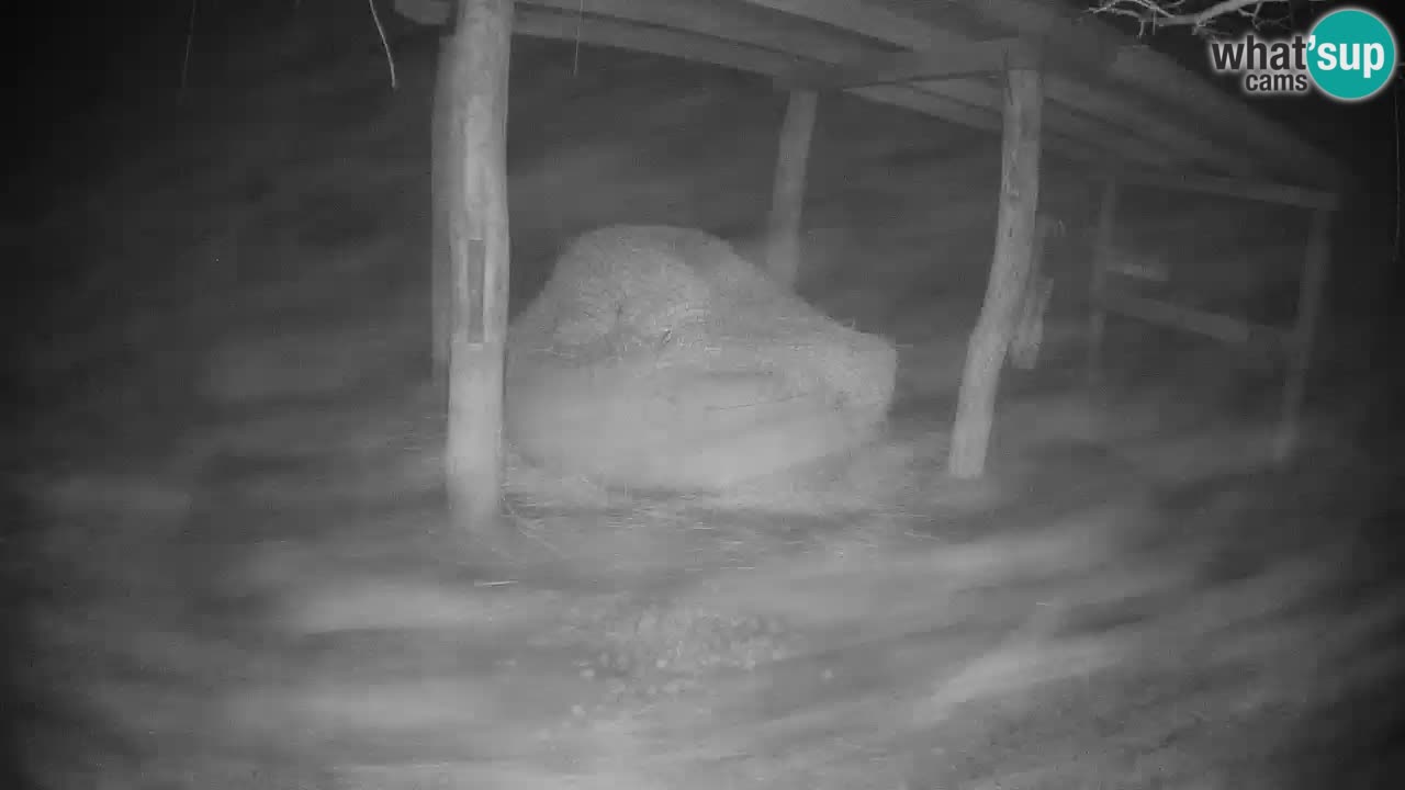 Zebre v živo v živalskem vrtu Ljubljana ZOO spletne kamere