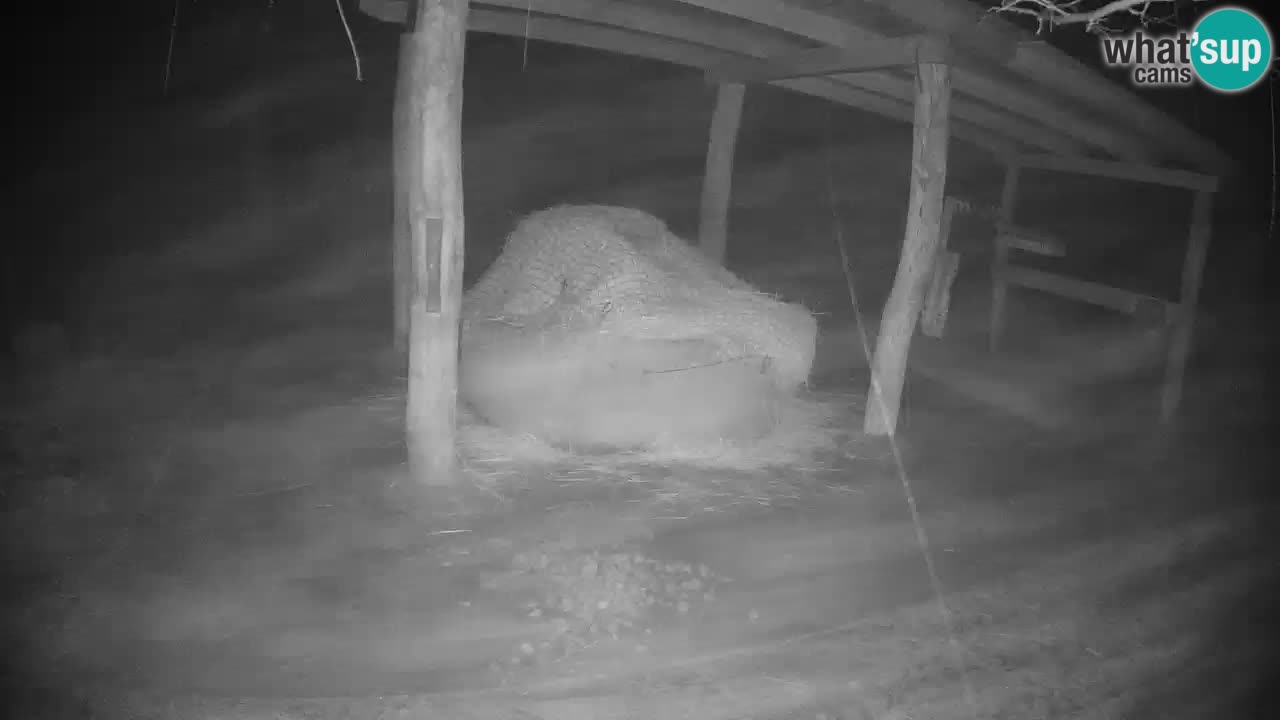 Le Zebre nello ZOO di Ljubljana – Slovenia Live webcam