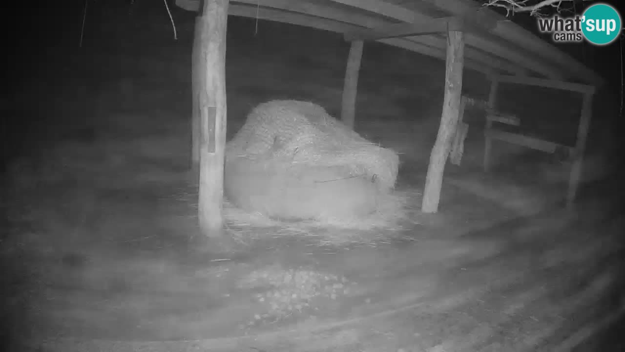 Live Webcam Zebras in Ljubljana ZOO – Slowenien