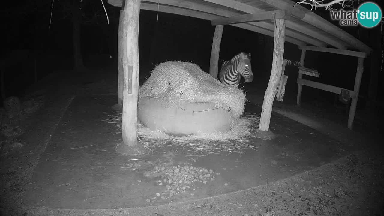 Live Webcam Zebras in Ljubljana ZOO – Slowenien
