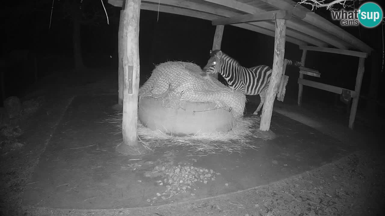 Live webcam Zebras in Ljubljana ZOO – Slovenia
