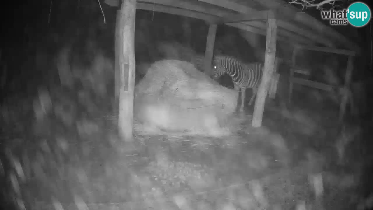 Le Zebre nello ZOO di Ljubljana – Slovenia Live webcam