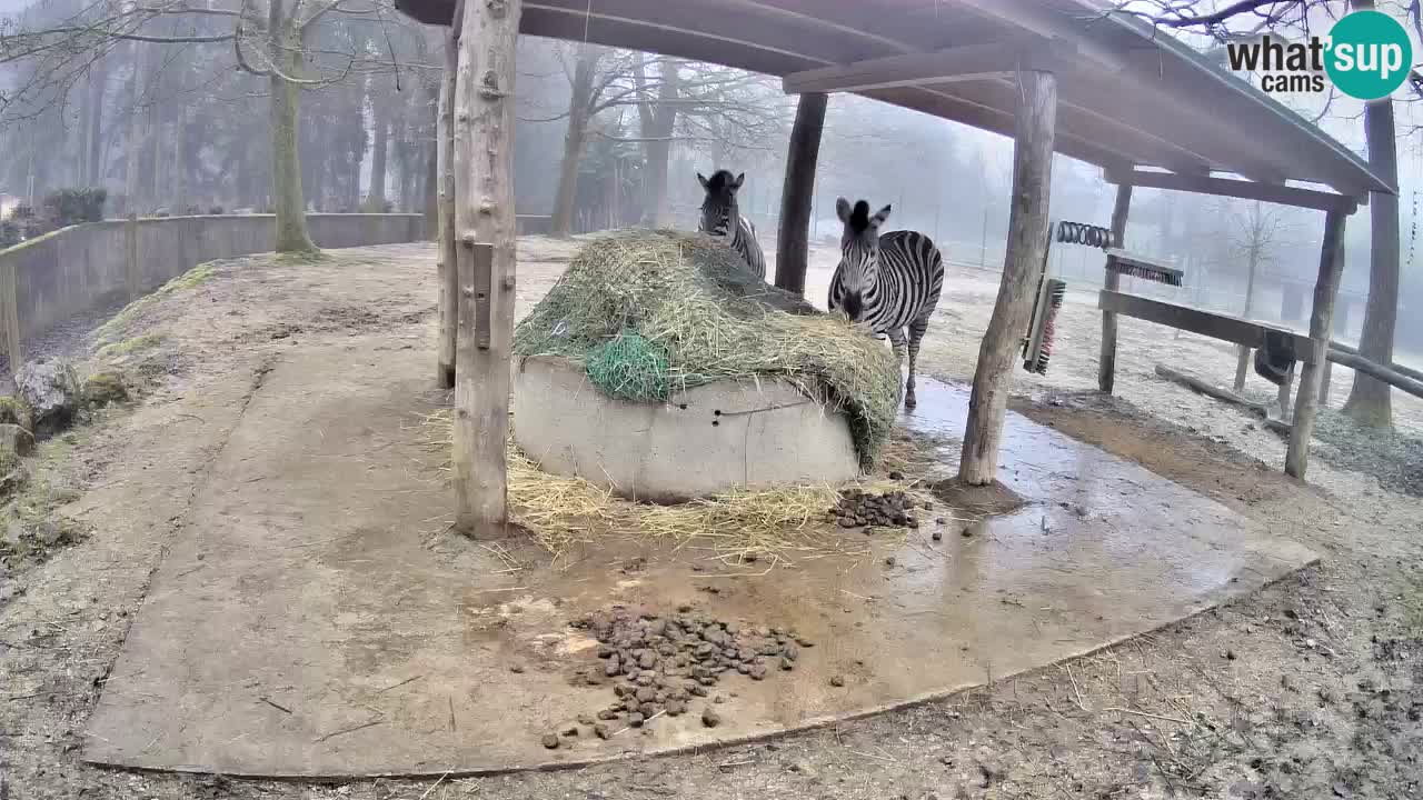 Live webcam Zebras in Ljubljana ZOO – Slovenia