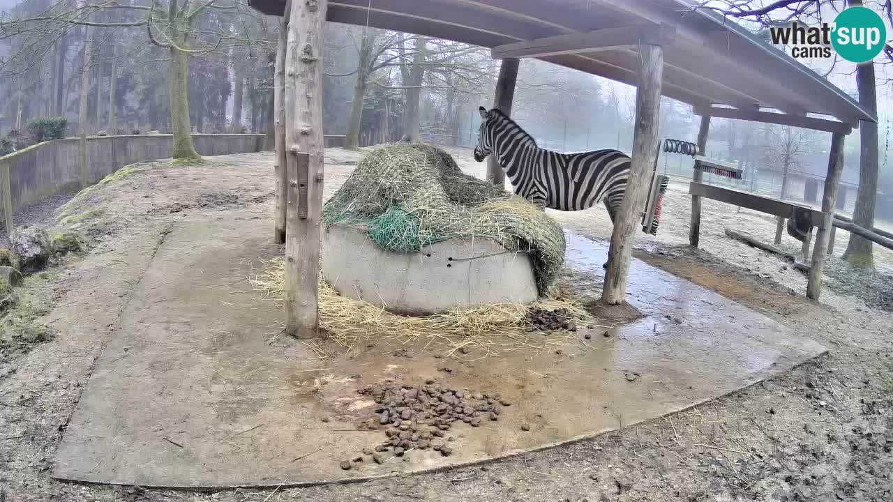 Zebre v živo v živalskem vrtu Ljubljana ZOO spletne kamere