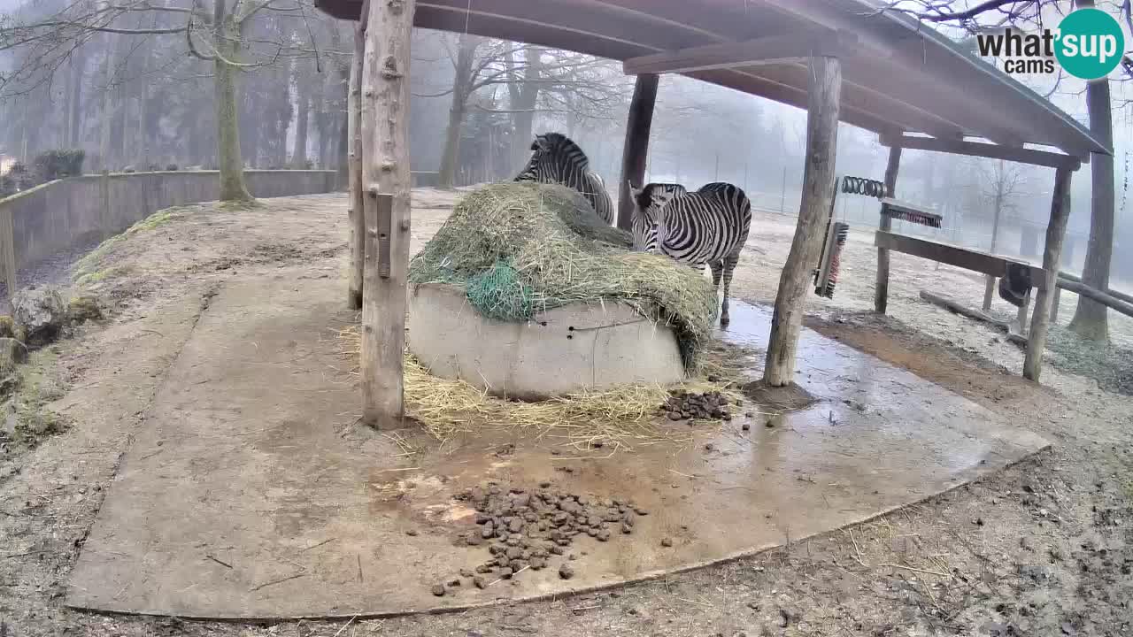 Le Zebre nello ZOO di Ljubljana – Slovenia Live webcam