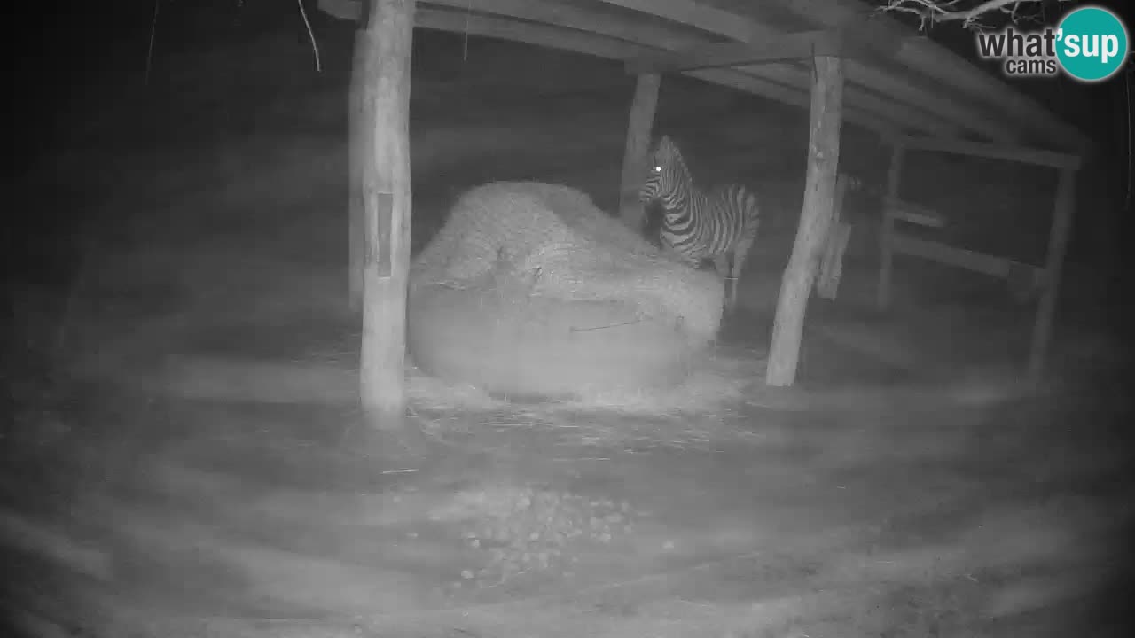 Camera en vivo Cebras in Ljubljana ZOO – Eslovenia