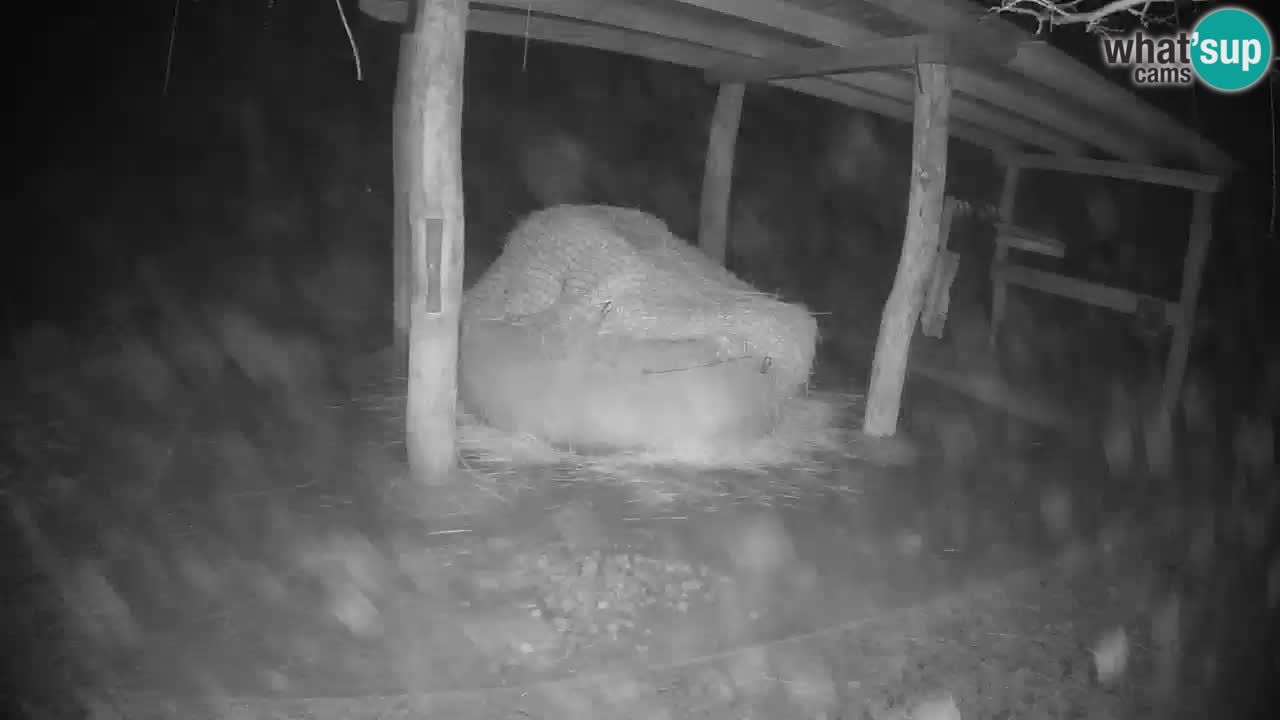 Live webcam Zebras in Ljubljana ZOO – Slovenia