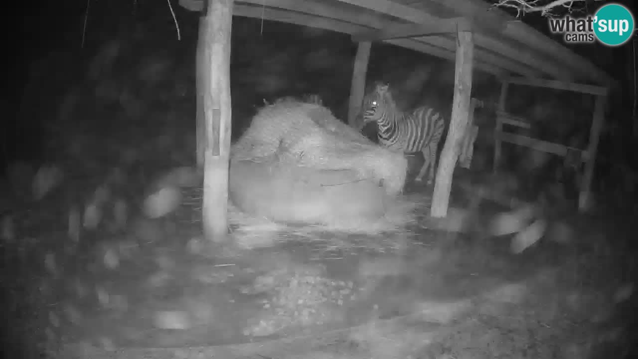 Live webcam Les zèbres in Ljubljana ZOO – Slovénie