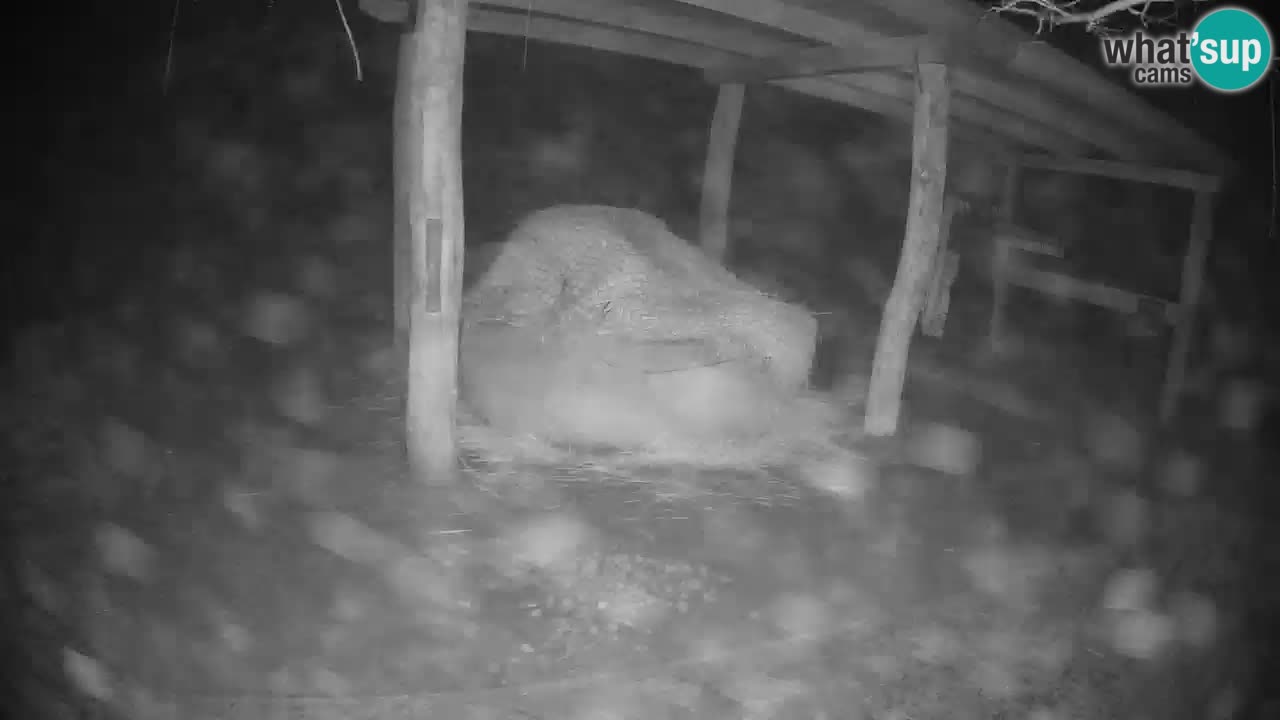 Le Zebre nello ZOO di Ljubljana – Slovenia Live webcam