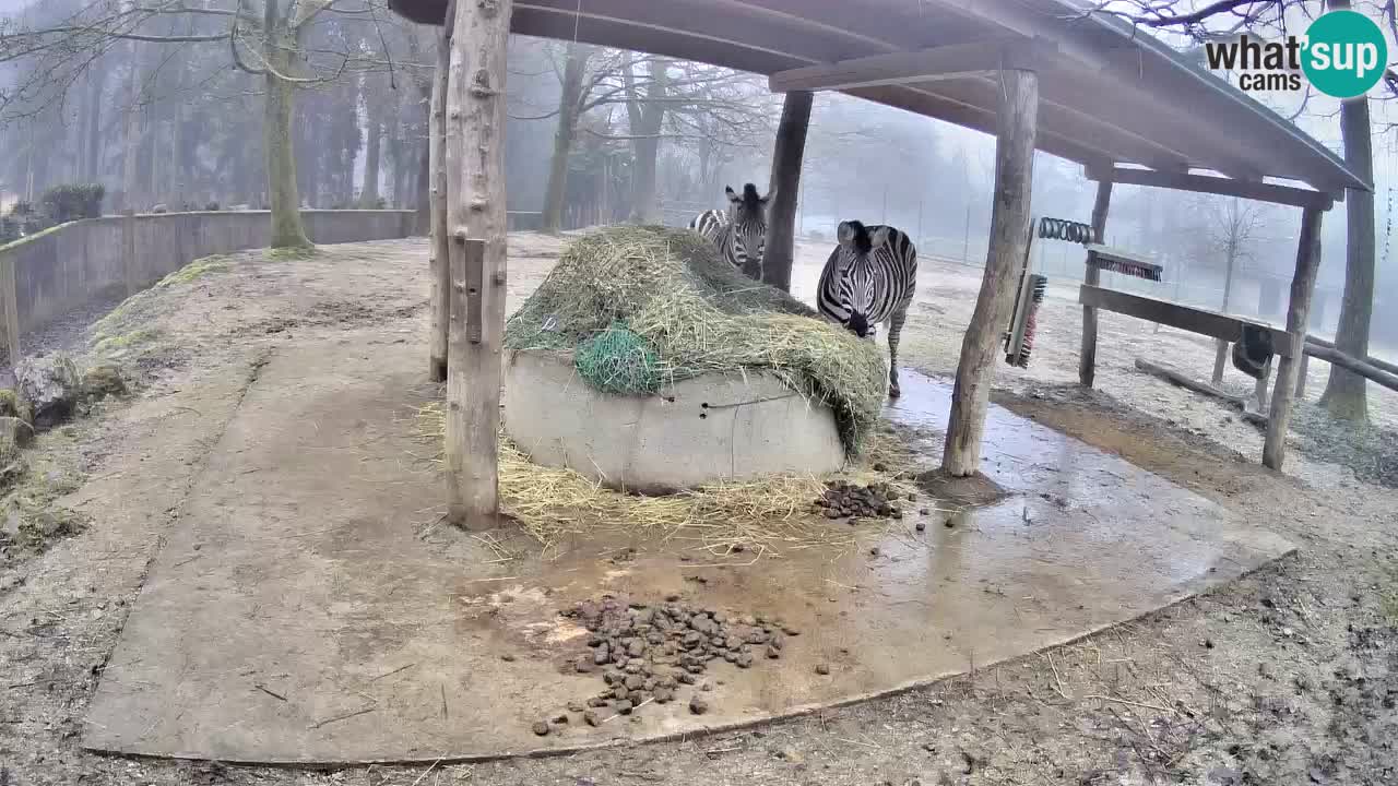 Le Zebre nello ZOO di Ljubljana – Slovenia Live webcam