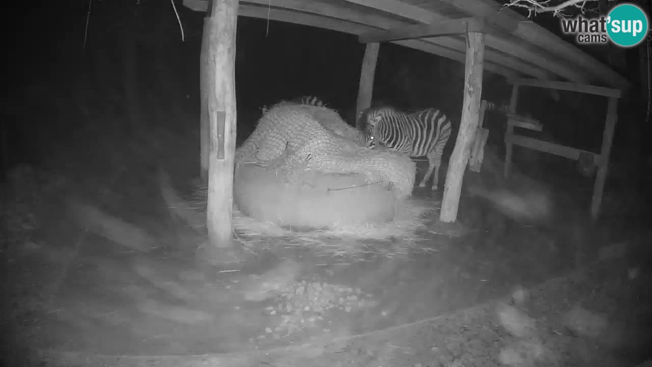 Zebre v živo v živalskem vrtu Ljubljana ZOO spletne kamere