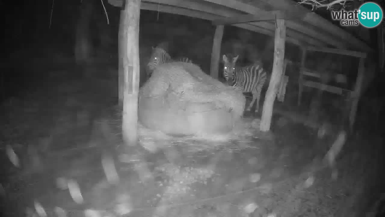 Live webcam Zebras in Ljubljana ZOO – Slovenia
