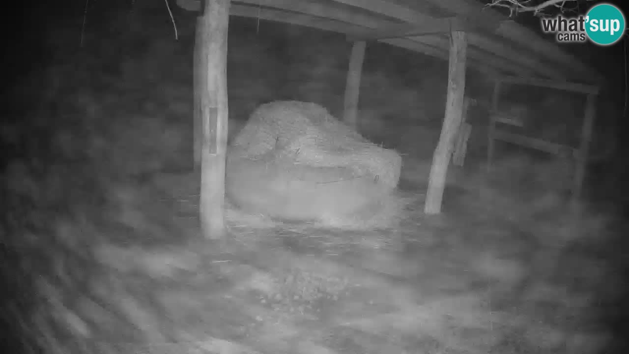 Zebre v živo v živalskem vrtu Ljubljana ZOO spletne kamere