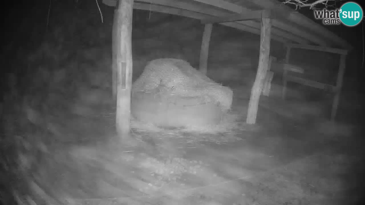 Zebre v živo v živalskem vrtu Ljubljana ZOO spletne kamere