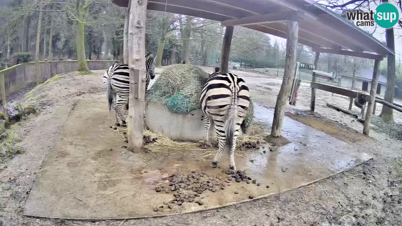 Live webcam Les zèbres in Ljubljana ZOO – Slovénie