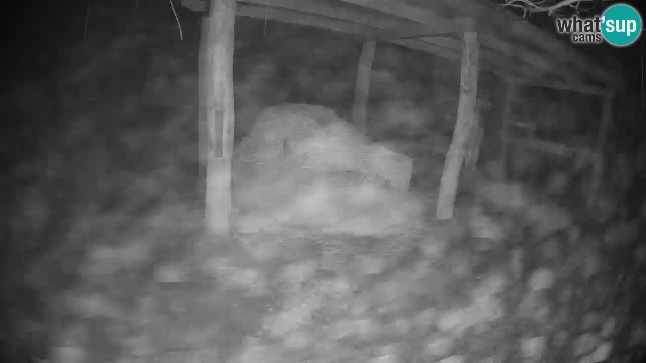 Live webcam Les zèbres in Ljubljana ZOO – Slovénie