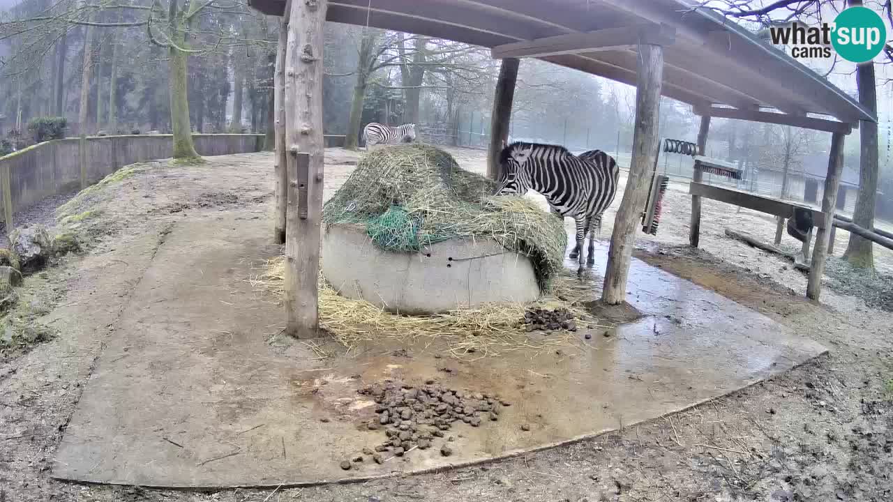 Zebre v živo v živalskem vrtu Ljubljana ZOO spletne kamere